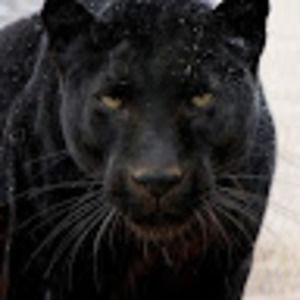 Meet your Posher, Griselda